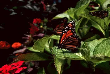 animating butterfly